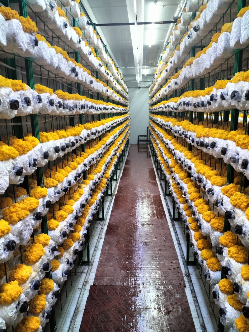 金耳菌量大从优，保质保量，诚信经营致电联系