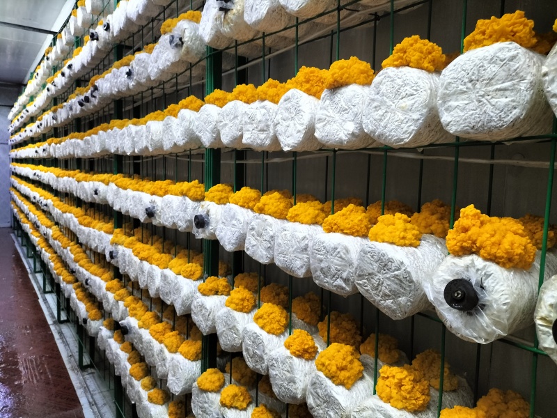 金耳菌量大从优，保质保量，诚信经营致电联系