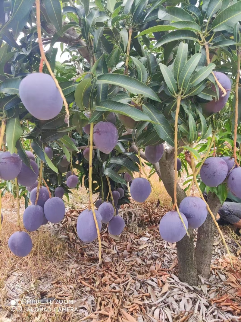 攀枝花彩虹芒熟了欢迎各位老板前来洽谈，