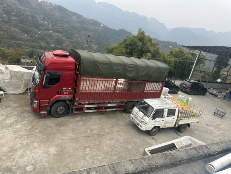 预售巫山纽荷龙回红
