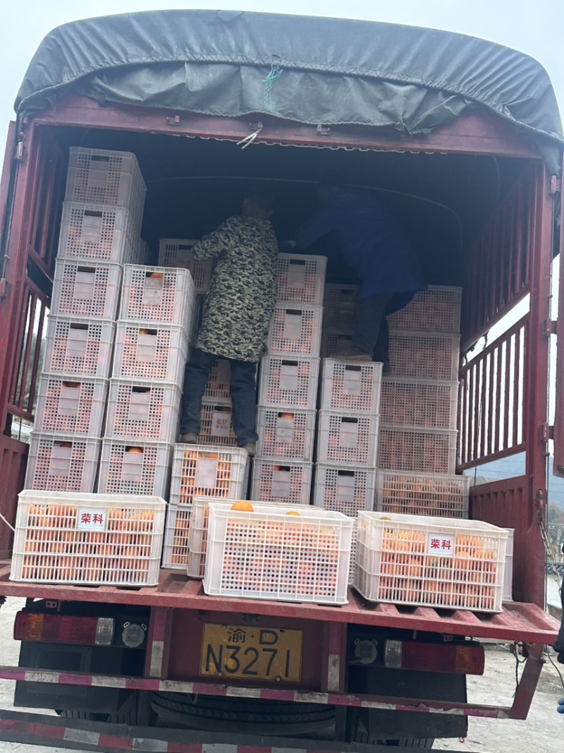 预售巫山纽荷龙回红