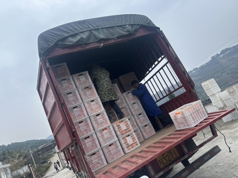 预售巫山纽荷龙回红