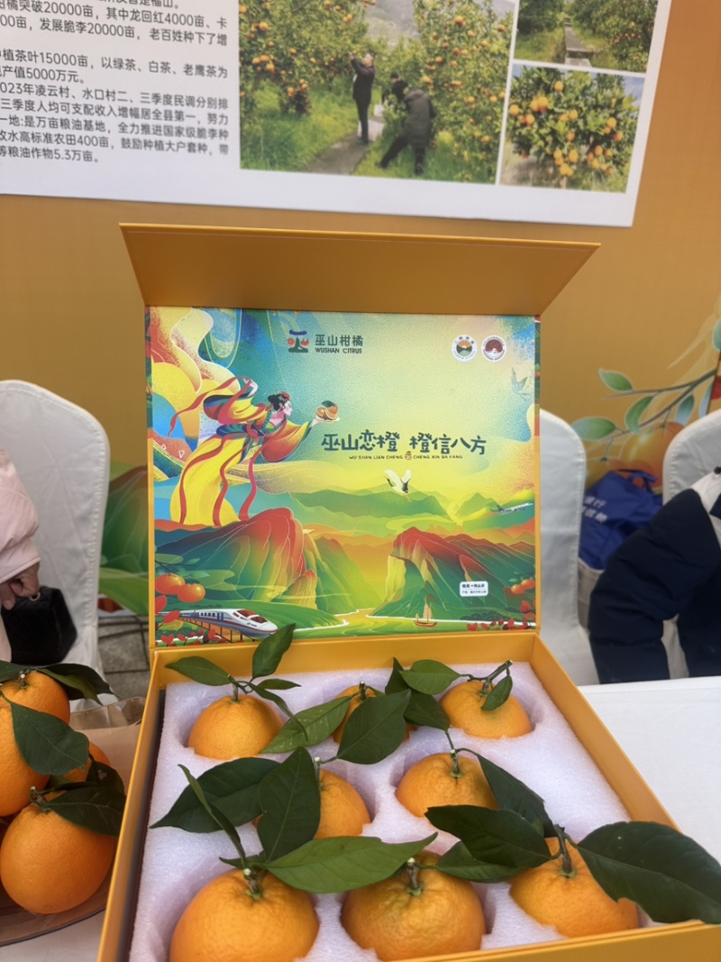 预售巫山纽荷龙回红