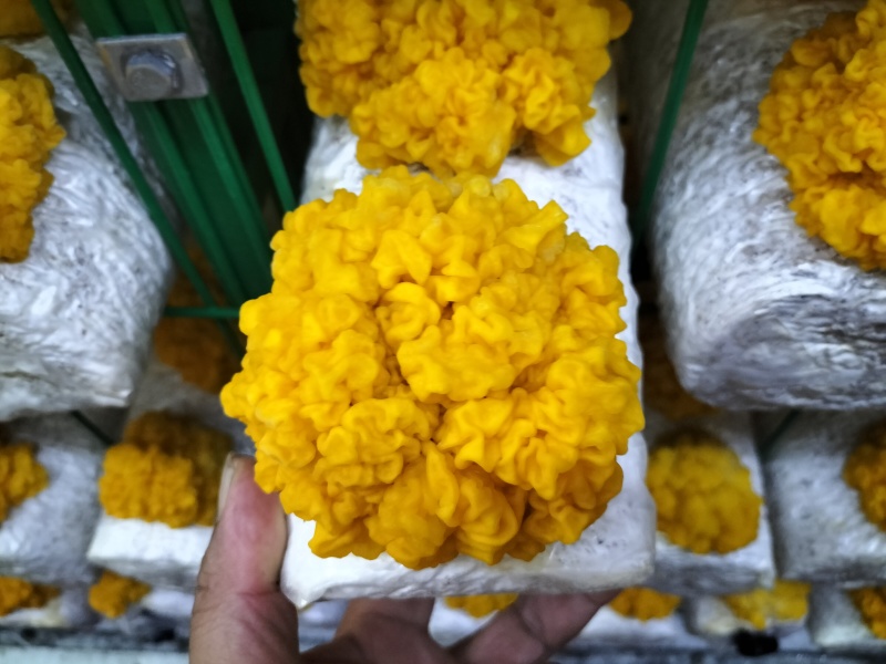 金耳鲜品大量供应保质保量，诚信经营致电联系