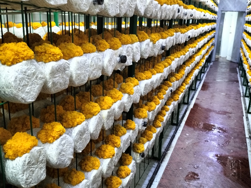 金耳鲜品大量供应保质保量，诚信经营致电联系