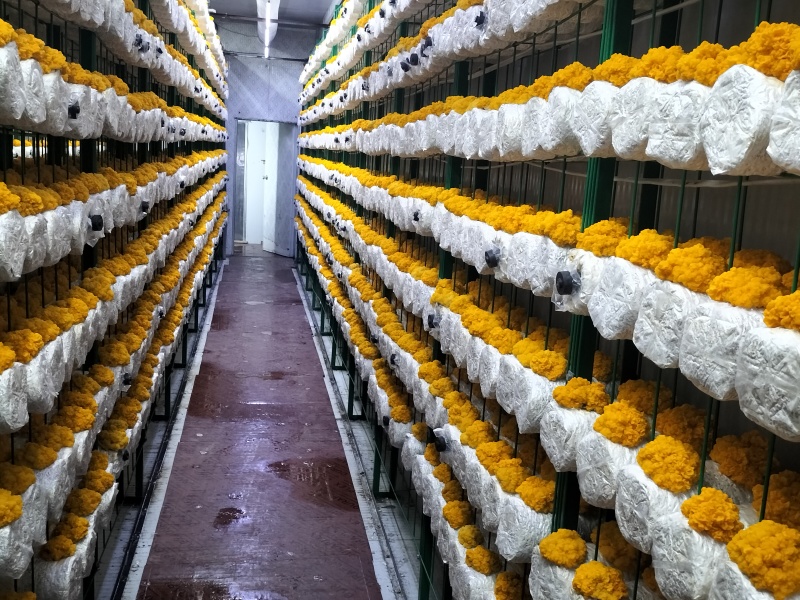 金耳鲜品大量供应保质保量，诚信经营致电联系