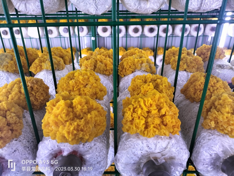 金耳鲜品大量供应保质保量，诚信经营致电联系