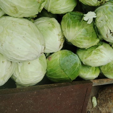 贵州包菜