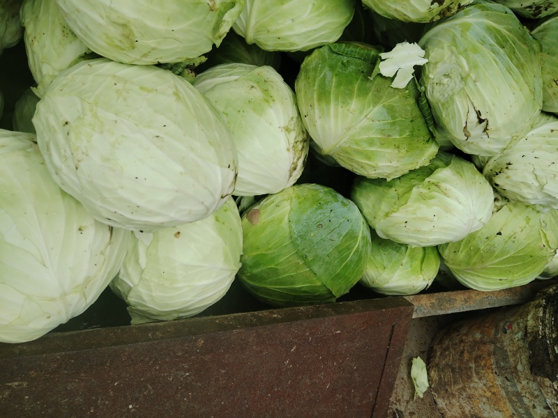 贵州包菜
