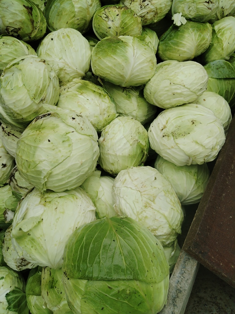 贵州包菜