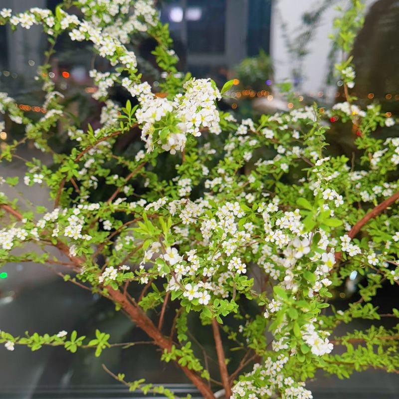 白雪柳袋苗用于园林工程绿化全国各地可发货