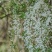 白雪柳袋苗用于园林工程绿化全国各地可发货