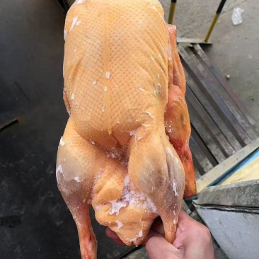 黄皮鸭