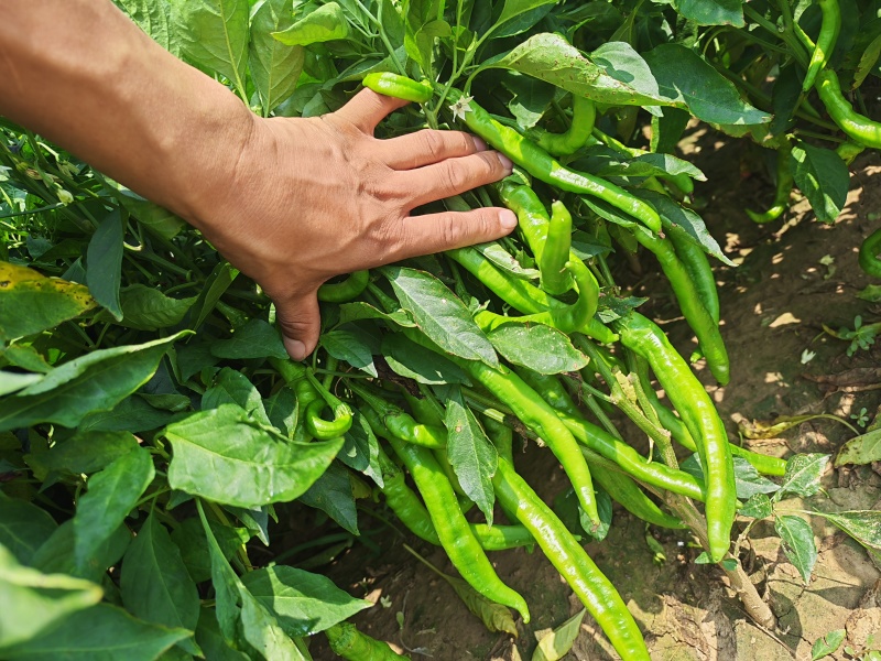 鲜辣椒青辣椒
