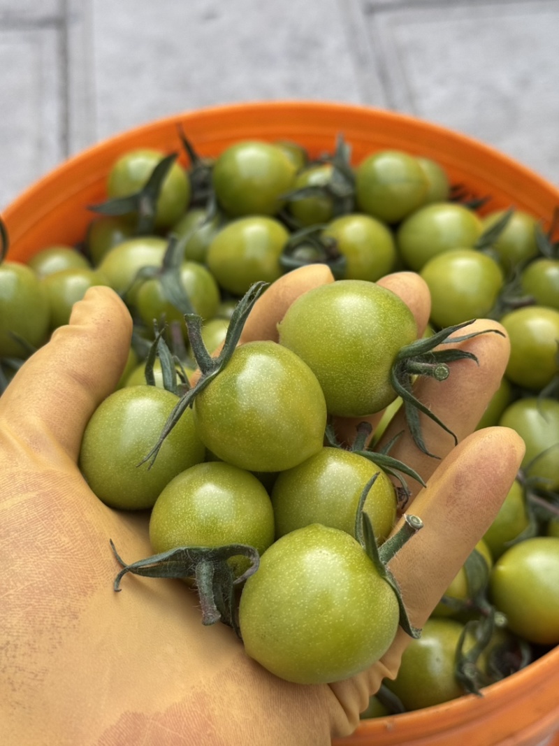 山东寿光特色小番茄，青甜二号
