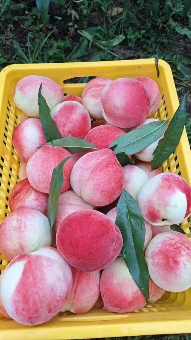 北京7号水蜜桃