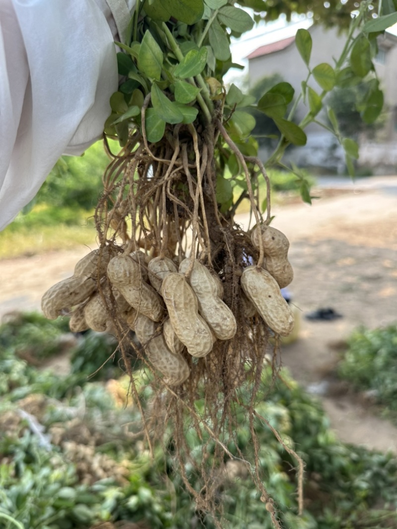 开封白沙大果