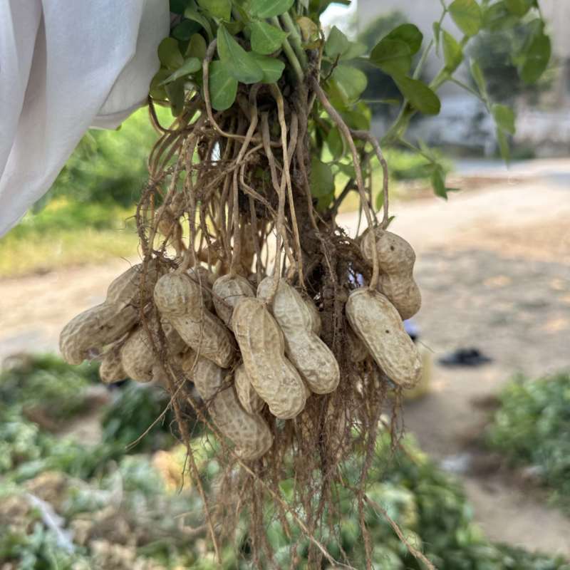 开封白沙大果