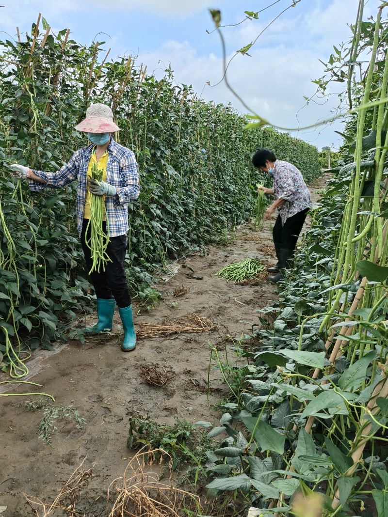 豆角