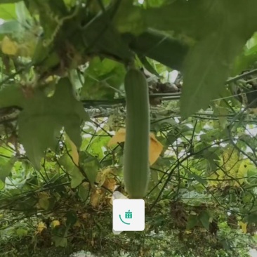 小丝瓜质量好价格便宜质量好价格实惠需要的朋友联系