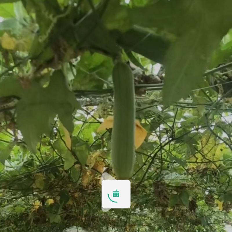 小丝瓜质量好价格便宜质量好价格实惠需要的朋友联系