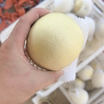梨【供应各种品种：绿宝石梨、白宝石梨、黄金梨、丰水梨】