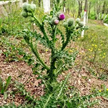 野生大薊根(新鲜)
