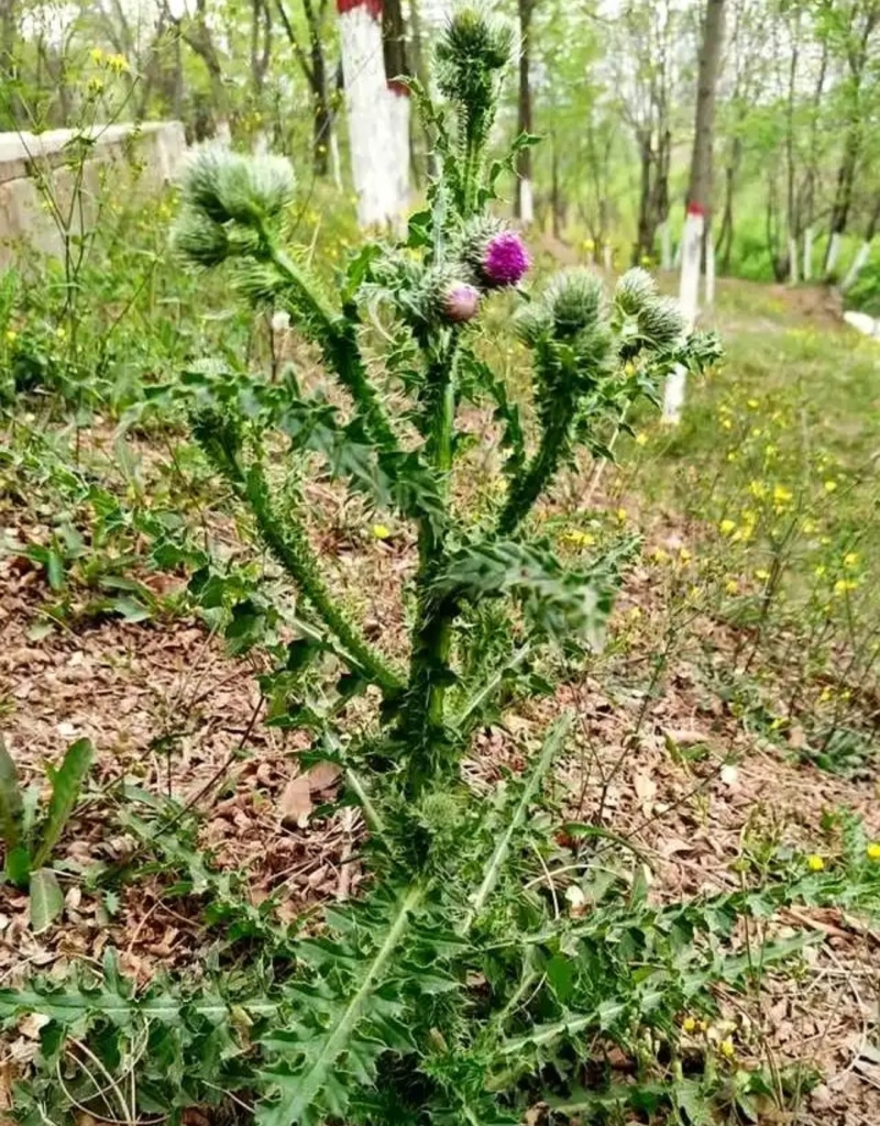 野生大薊根(新鲜)