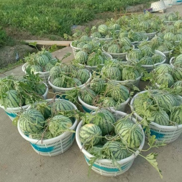 今早刚摘的美都西瓜，要的来