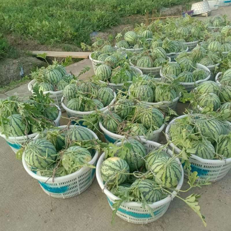 今早刚摘的美都西瓜，要的来