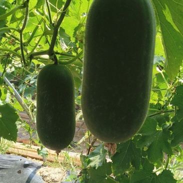 精品小黑猪水果吊冬瓜，冬香白皮小吊冬瓜可供各市场，商超