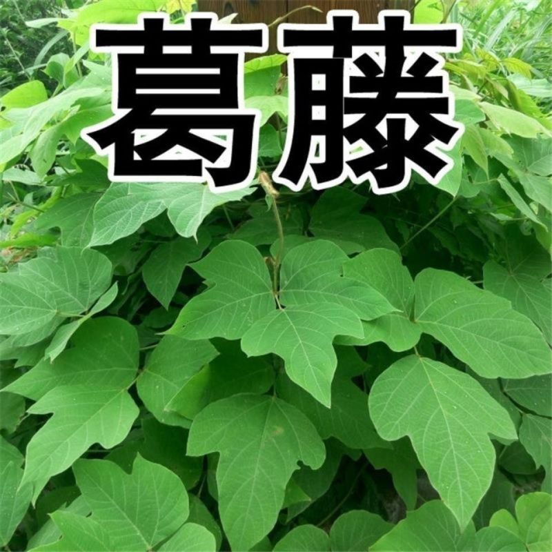 葛藤种子厂家一手货源批发品质保证价格便宜量大优惠欢迎下单