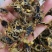 全蝎全虫山西选货全公蝎子