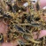 全蝎全虫山西选货全公蝎子