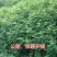 山毛豆种子厂家发货一手货源批发质量保证价格美丽欢迎咨询