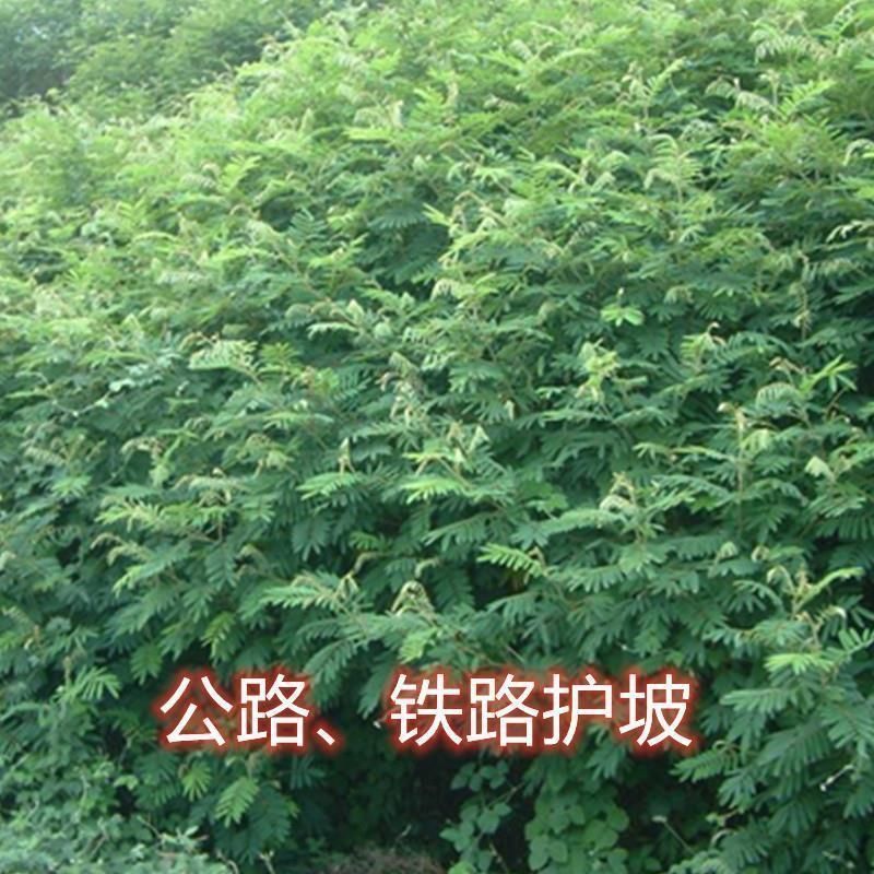 山毛豆种子厂家发货一手货源批发质量保证价格美丽欢迎咨询