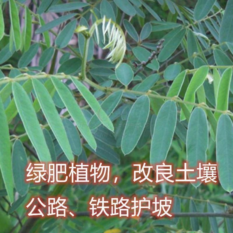 山毛豆种子厂家发货一手货源批发质量保证价格美丽欢迎咨询