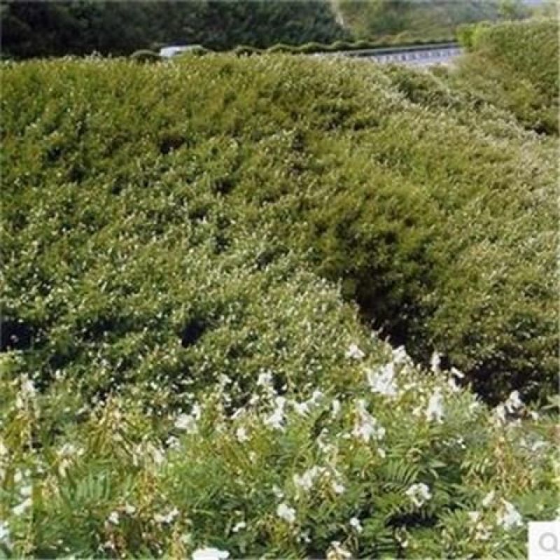 山毛豆种子厂家发货一手货源批发质量保证价格美丽欢迎咨询