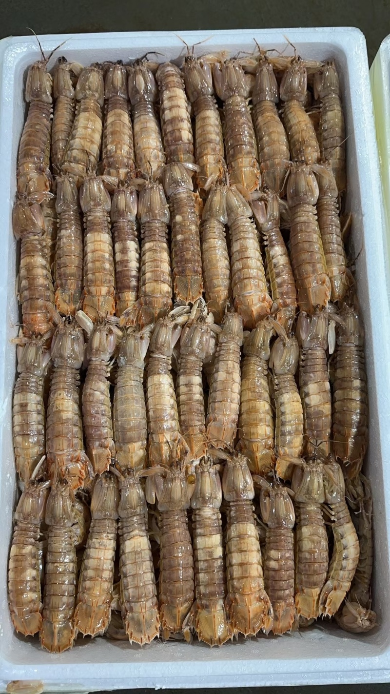 生冻皮皮虾