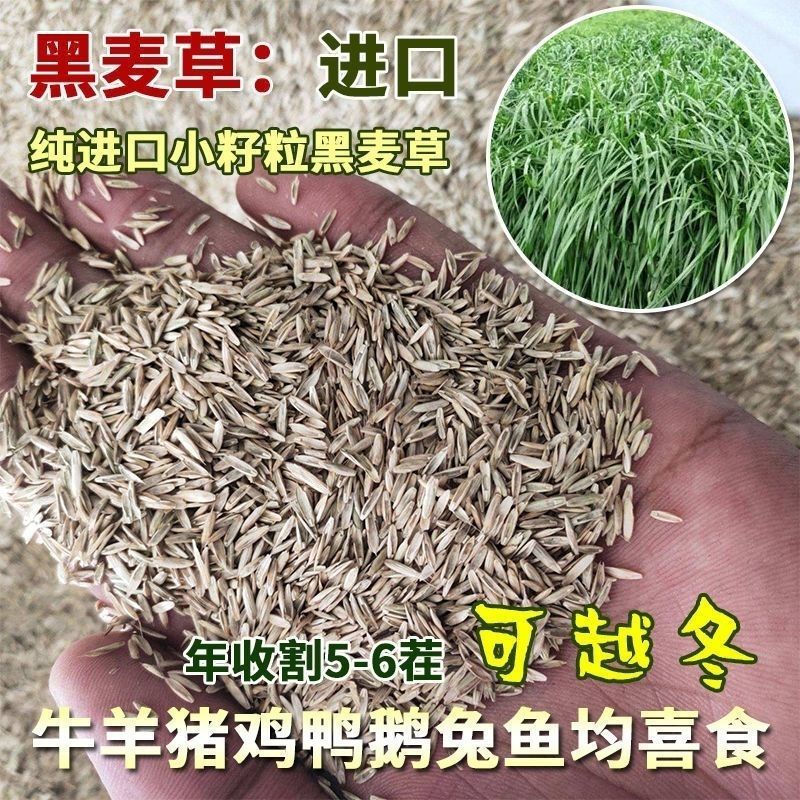 黑麦草种子厂家发货一手货源批发品质保证价格便宜欢迎咨询