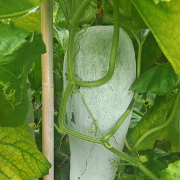 白冬瓜吊瓜，青皮冬瓜吊瓜