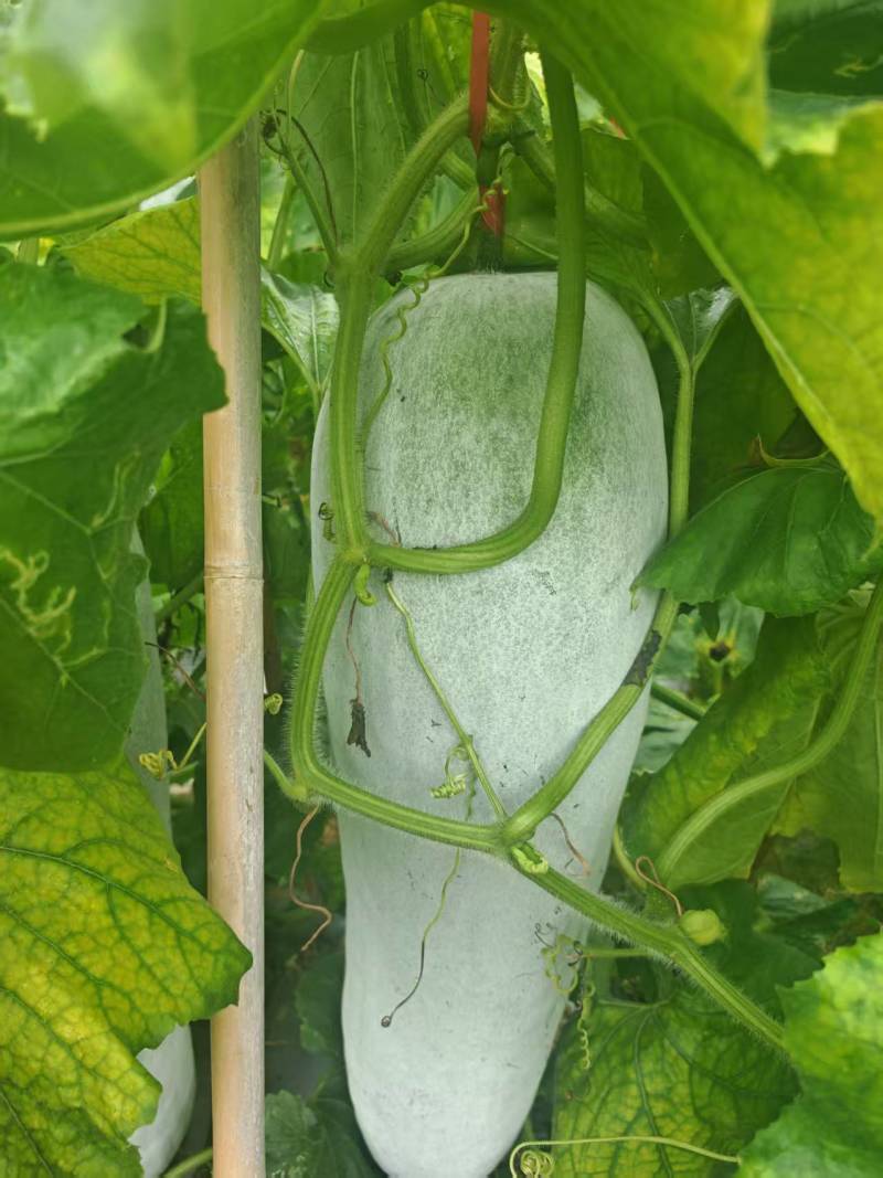 白冬瓜吊瓜，青皮冬瓜吊瓜