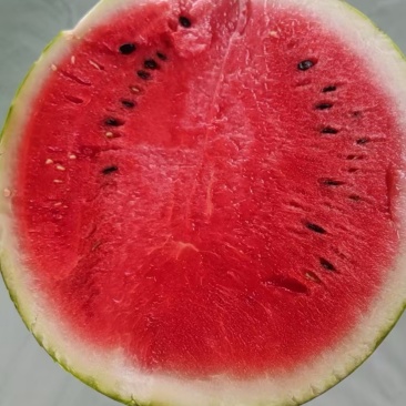 美都西瓜精品美都皮薄肉厚保熟保甜质量保证