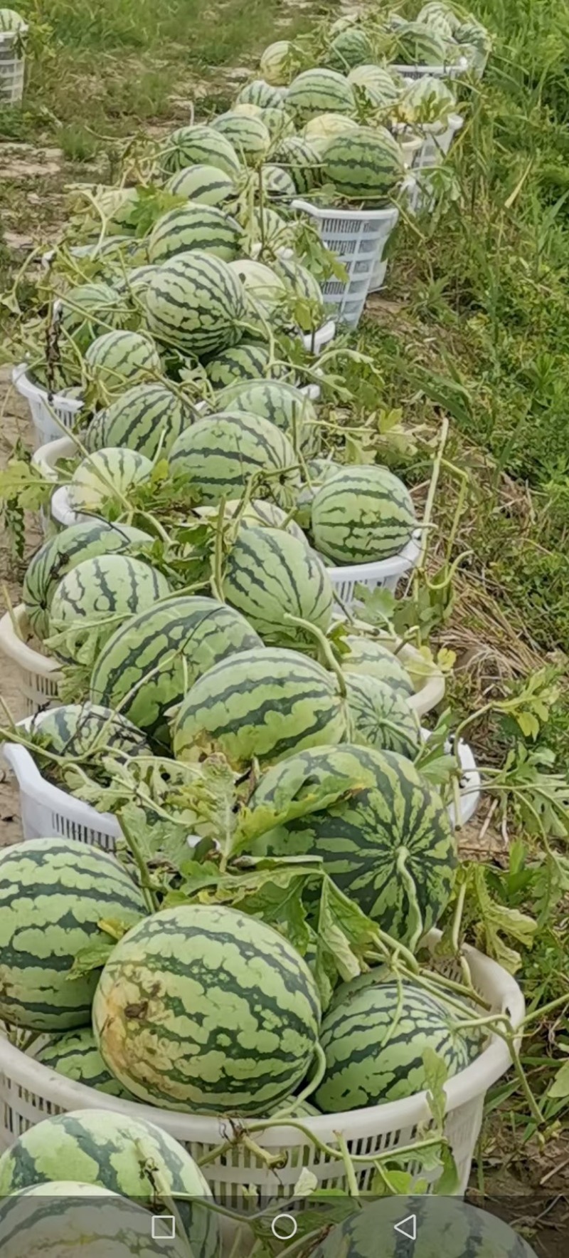 美都西瓜精品美都皮薄肉厚保熟保甜质量保证
