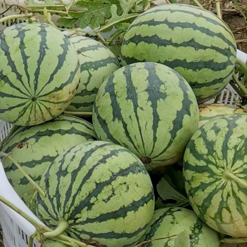 奉贤精品美都西瓜糖度高质量好对接商超