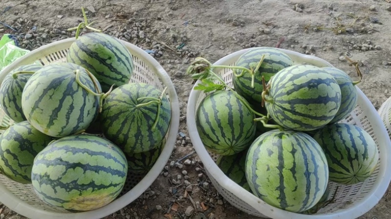 奉贤精品美都西瓜糖度高质量好对接商超