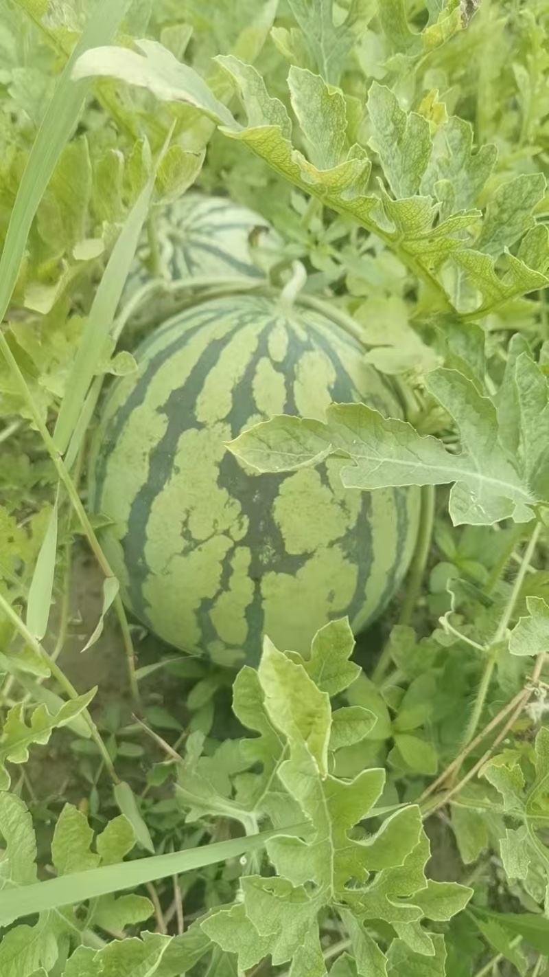 奉贤精品美都西瓜糖度高质量好对接商超