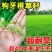 狗牙根护坡绿化草子厂家直销，量大价格美丽