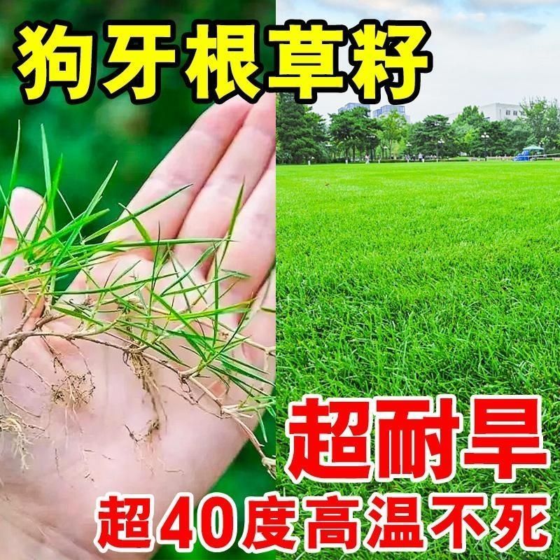 狗牙根护坡绿化草子厂家直销，量大价格美丽