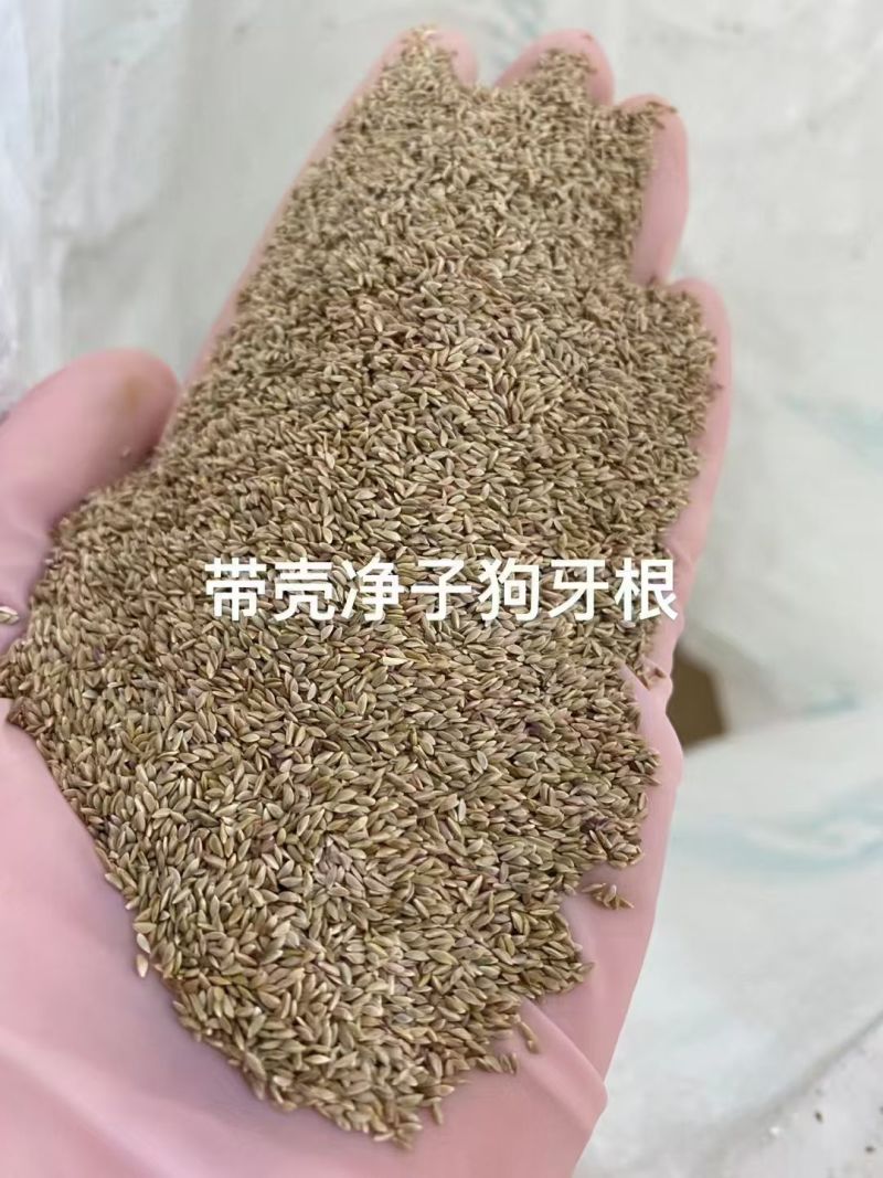 狗牙根护坡绿化草子厂家直销，量大价格美丽